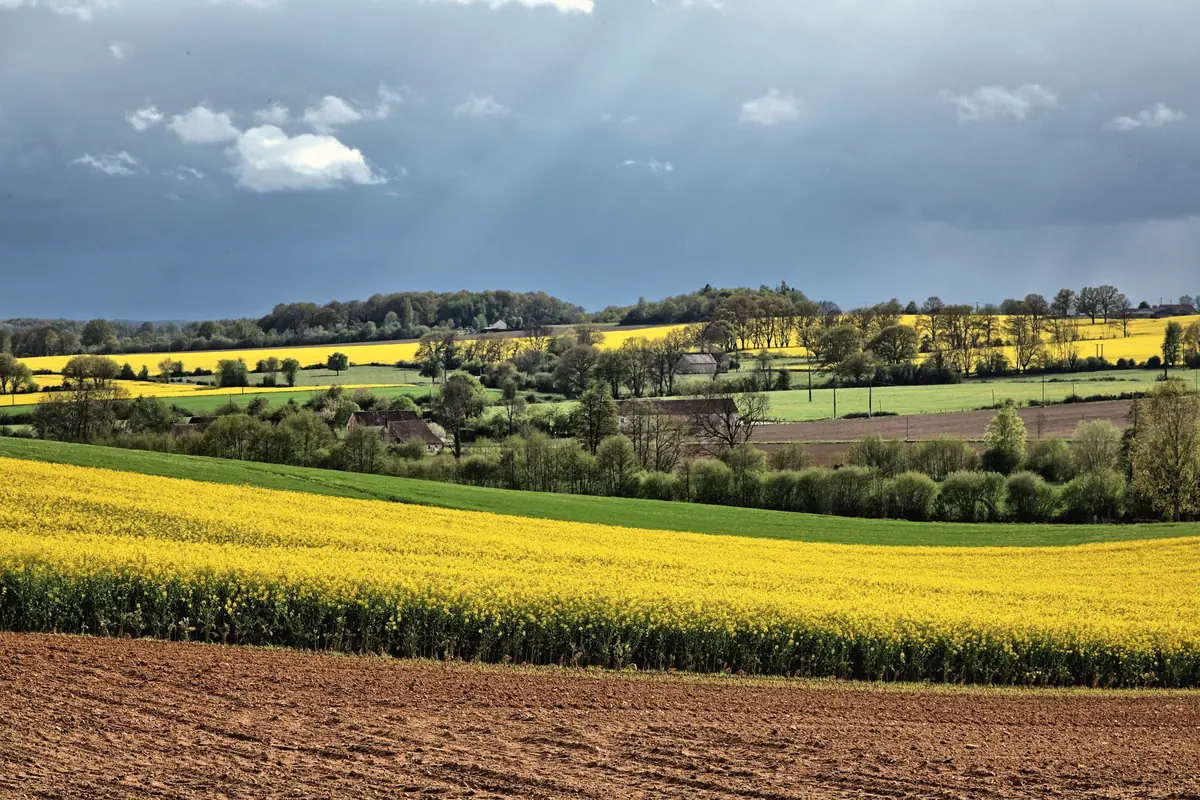 Champs de colza et bocage normand sous un ciel changeant